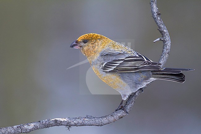 Pine Grosbeak - Hakengimpel - Pinicola enucleator, Finland stock-image by Agami/Ralph Martin,