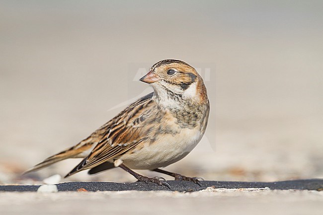 Lapland Longspur - Spornammer - Calcarius lapponicus ssp. lapponicus, Germany stock-image by Agami/Ralph Martin,