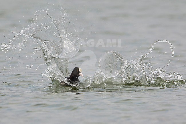 Meerkoet,  Eurasian Coot stock-image by Agami/Daniele Occhiato,