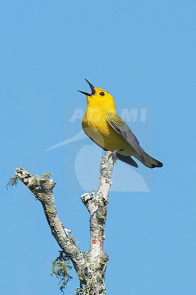 Adult male
Brazoria Co., TX
April 2023 stock-image by Agami/Brian E Small,