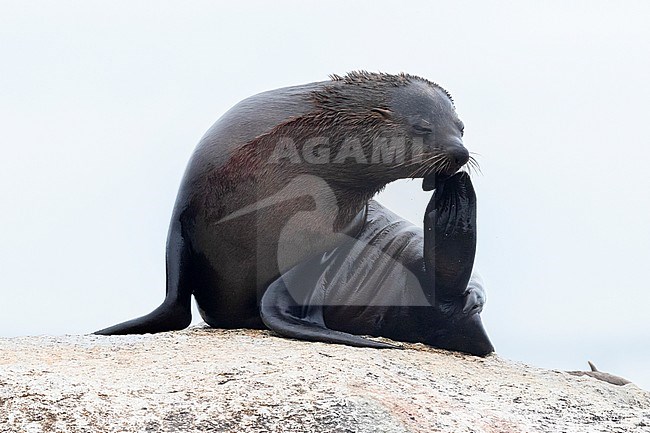 Cape Fur Seal (Arctocephalus pusillus), adult female scratching its head, Western Cape, South Africa stock-image by Agami/Saverio Gatto,