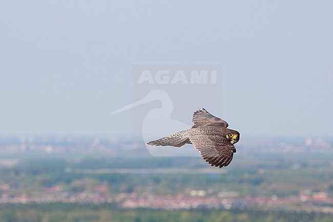 Slechtvalk in vlucht boven stad, Peregrine Falcon in flight above city stock-image by Agami/Wil Leurs,