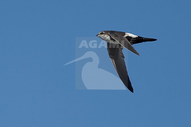 Adult White-throated Swift (Aeronautes saxatalis)
Riverside Co., California, USA
November 2016 stock-image by Agami/Brian E Small,