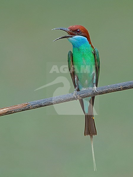 Roepende Maleise Bijeneter, Blue-throated Bee-eater calling stock-image by Agami/Alex Vargas,