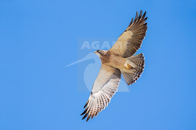 Adult (light morph)
San Diego Co., CA
April 2023 stock-image by Agami/Brian E Small,