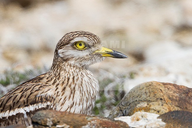 Eurasian Stone-Curlew - Triel - Burhinus oedicnemus ssp. saharae, Cyprus, adult stock-image by Agami/Ralph Martin,