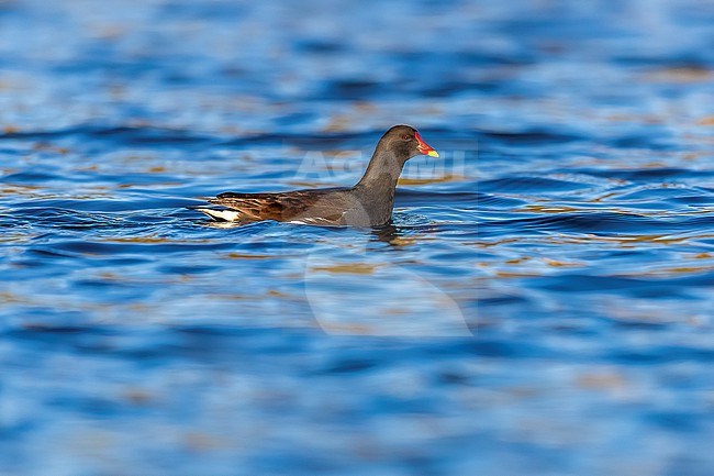 Adult Common Moorhen (Gallinula chloropus) swimming in Etangs Maelaerts, Wolluwe, Brussels, Brabant, Belgium. stock-image by Agami/Vincent Legrand,