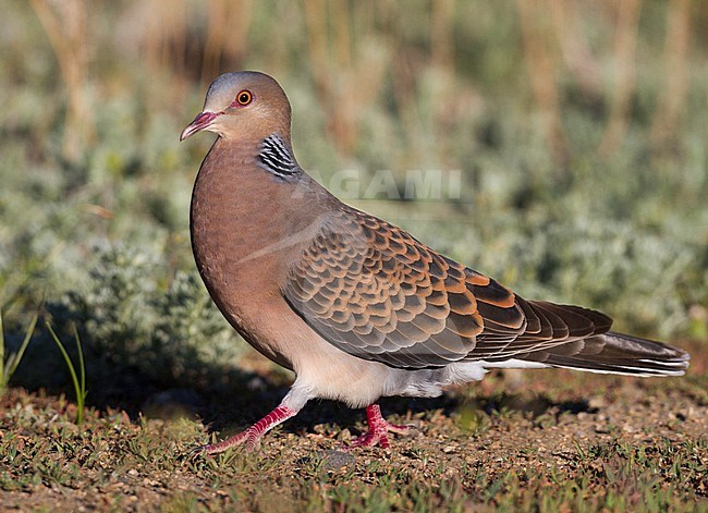 Oriental Turtle Dove - Ortientturteltaube - Streptopelia orientalis ssp. meena, Kazakhstan, adult stock-image by Agami/Ralph Martin,