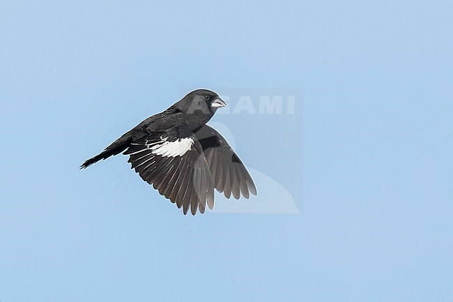 Adult male breeding
Weld Co., CO
June 2023 stock-image by Agami/Brian E Small,