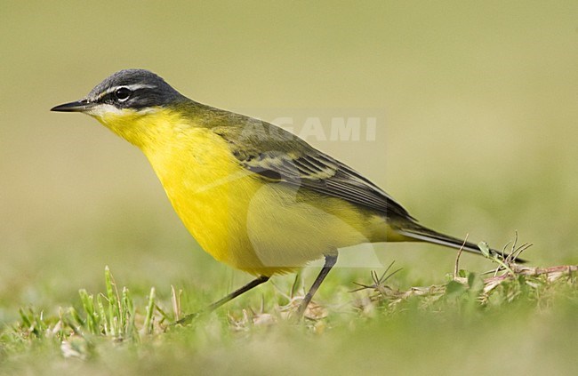 Gele Kwikstaart; Blue-headed Wagtail stock-image by Agami/Marc Guyt,