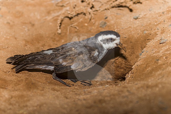 Bont Stormvogeltje zittend bij nest, White-faced Storm-Petrel perched near nest stock-image by Agami/Daniele Occhiato,