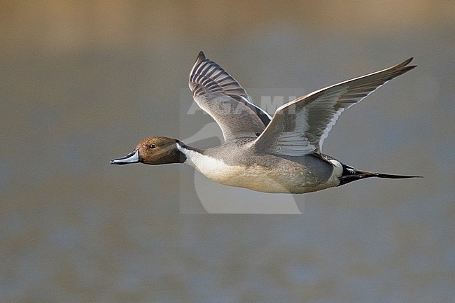 Mannetje Pijlstaart in vlucht, Male Northern Pintail in flight stock-image by Agami/Glenn Bartley,