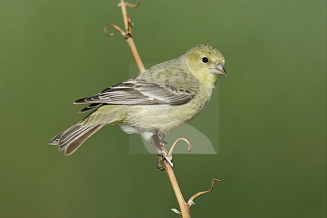 Adult female
Kern Co., CA
March 2005 stock-image by Agami/Brian E Small,