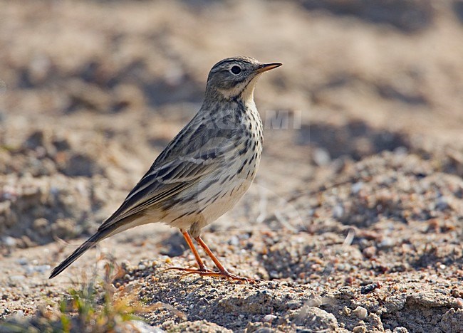 Graspieper aan de grond; Meadow pipit perched on the ground stock-image by Agami/Markus Varesvuo,