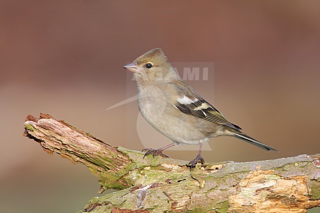 Vink vrouwtje zittend; Common Chaffinch female perched stock-image by Agami/Reint Jakob Schut,