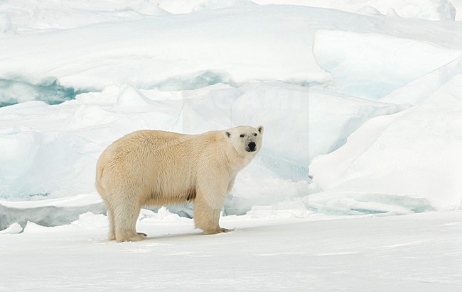 Volwassen IJsbeer op pakijs, Polar Bear adult at pack ice stock-image by Agami/Roy de Haas,