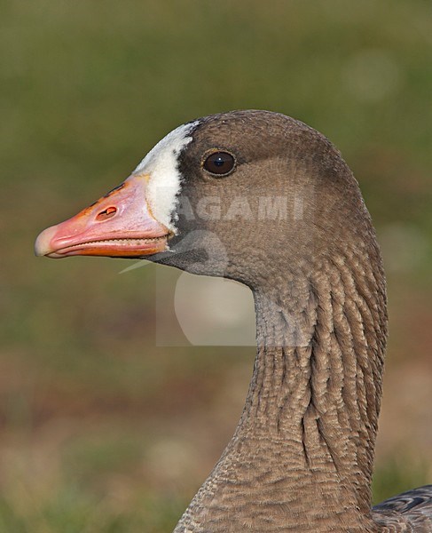 White-fronted Goose close-up of head, Kolgans close-up van kop stock-image by Agami/Markus Varesvuo,