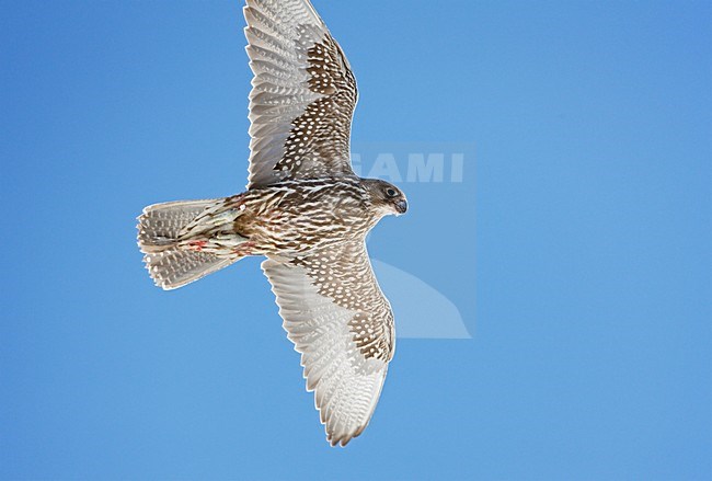 Giervalk onvolwassen vliegend; Gyr Falcon immature flying stock-image by Agami/Markus Varesvuo,