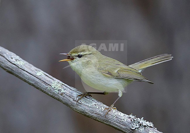 Grauwe Fitis op takje, Greenish Warbler on a branch stock-image by Agami/Markus Varesvuo,