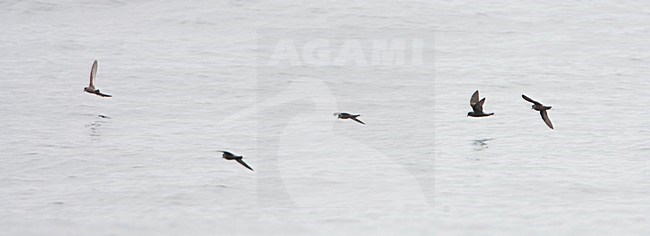 Californisch Stormvogeltje vliegend boven zee; Ashy Storm-petrel flying over calm sea stock-image by Agami/Martijn Verdoes,