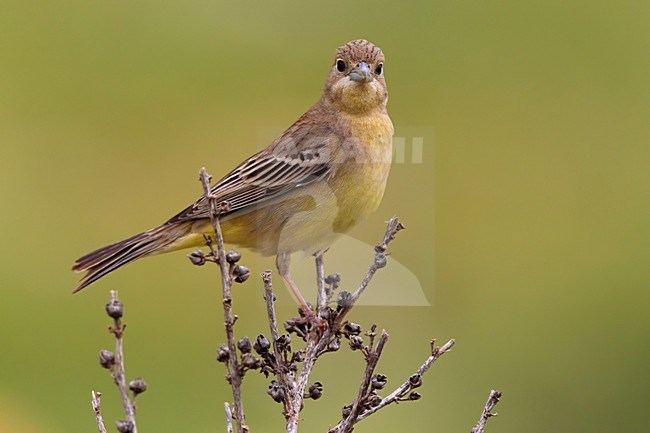 Zwartkopgors vrouw; Black-headed Bunting female stock-image by Agami/Daniele Occhiato,