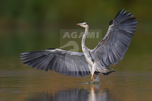 Blauwe reiger landend; Grey Heron landing stock-image by Agami/Daniele Occhiato,