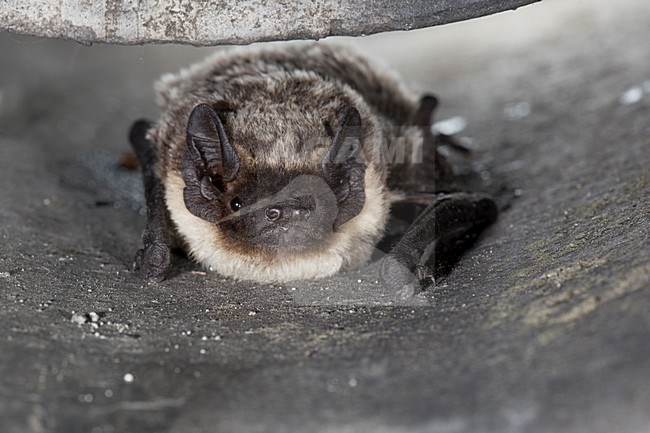 Tweekleurige Vleermuis, Parti-coloured Bat, Vespertilio murinus stock-image by Agami/Theo Douma,