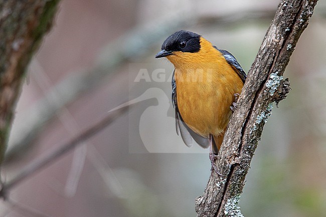 Chorister Robin-Chat (Cossypha dichroa) at Giant's Castle, South Africa. stock-image by Agami/Tom Friedel,