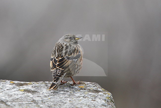 Alpenheggenmus zittend op rand van afgrond; Alpine Accentor perched on edge of a mountain cliff stock-image by Agami/Hugh Harrop,