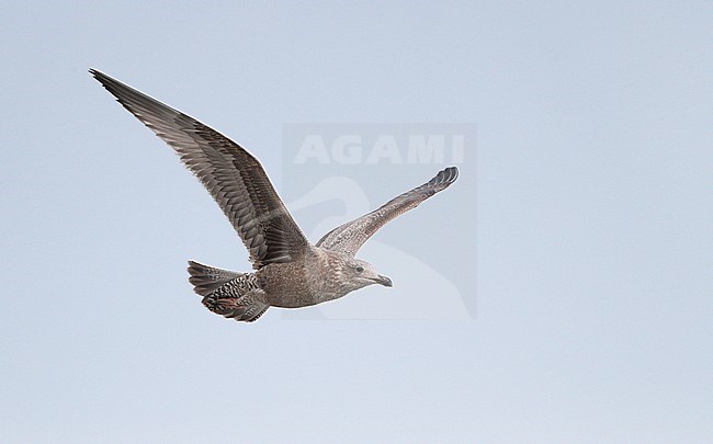 American Herring Gull, Larus smithsonianus, 1stWinter in flight at Cape May, New Jersey, USA stock-image by Agami/Helge Sorensen,