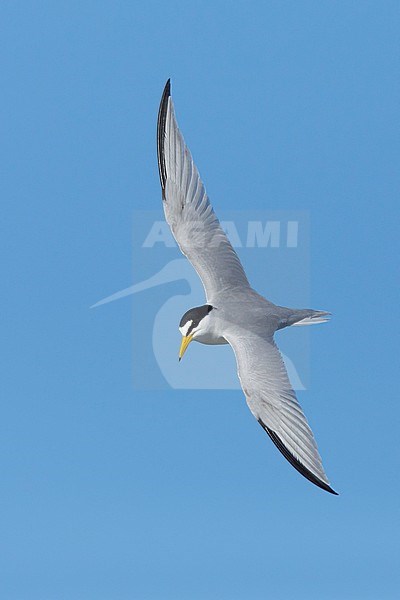 Adult Least Tern (Sternula antillarum) in summer plumage flying against blue sky in Galveston County, Texas, USA. stock-image by Agami/Brian E Small,