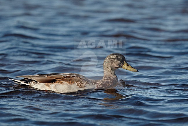 Wilde Eend; Mallard; Anas platyrhynchos stock-image by Agami/Markus Varesvuo,