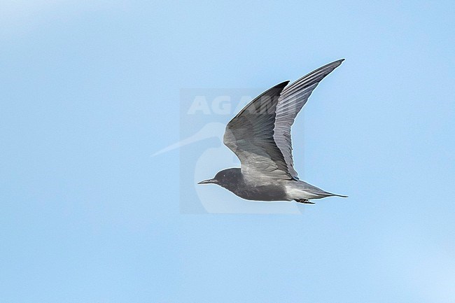 Adult American Black Tern (Chlidonias niger surinamensis) in breeding plumage at Galveston County, Texas, in spring. Flying past. stock-image by Agami/Brian E Small,