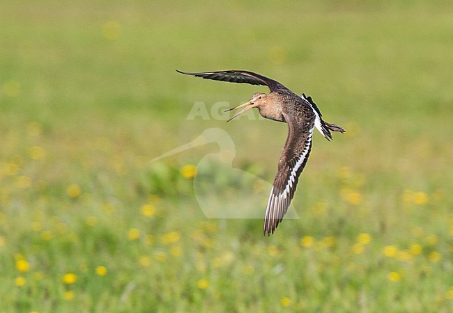 Grutto, Black-tailed Godwit, Limosa limosa stock-image by Agami/Menno van Duijn,