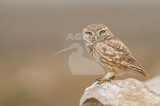 Little Owl - Steinkauz - Athene noctua saharae, Morocco, adult stock-image by Agami/Ralph Martin,