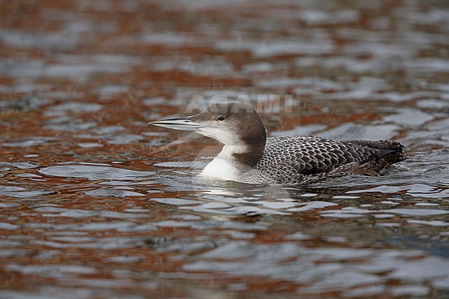 zwemende IJsduiker; swimming Great Northern Diver stock-image by Agami/Chris van Rijswijk,