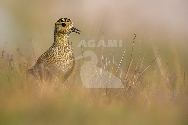 Golden Plover, (Pluvialis apricaria) calling stock-image by Agami/Daniele Occhiato,