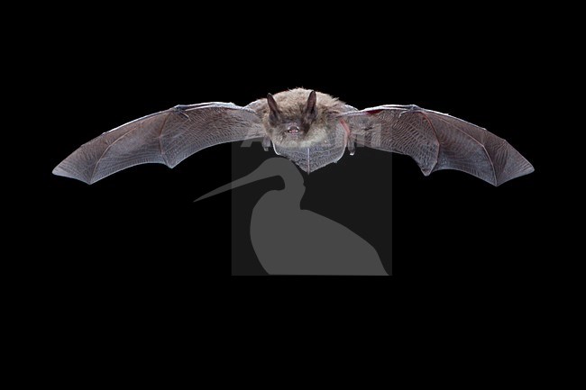 Baardvleermuis, Whiskered Bat, Myotis mystacinus stock-image by Agami/Theo Douma,