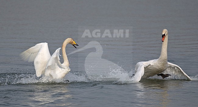 Wilde Zwaan; Whooper Swan stock-image by Agami/Hans Gebuis,