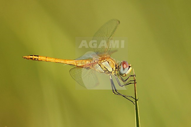 Zwervende heidelibel; Sympetrum fonscolombii; Red-veined darter; stock-image by Agami/Walter Soestbergen,