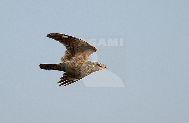 Sykes's Nightjar (Caprimulgus mahrattensis) in India. stock-image by Agami/Laurens Steijn,