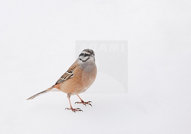 Mannetje Grijze Gors; Male Rock Bunting stock-image by Agami/Markus Varesvuo,
