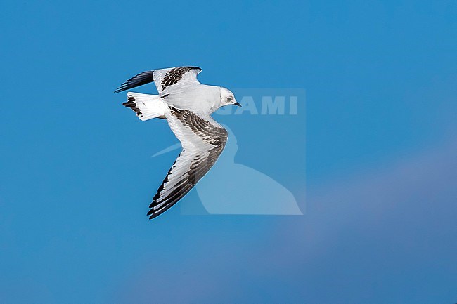 1st winter Ross's Gull flying over the deck in Vlissingen, Zeeland, The Netherlands. February 5, 2018. stock-image by Agami/Vincent Legrand,