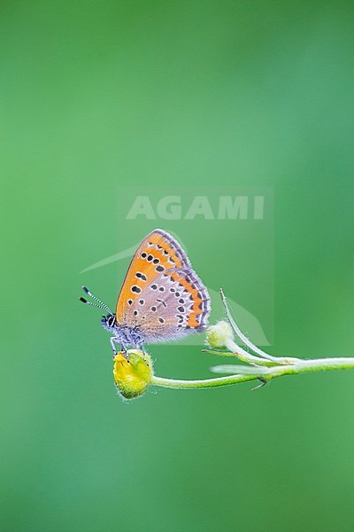 Blauwe vuurvlinder, Violet Copper, Lycaena helle stock-image by Agami/Wil Leurs,