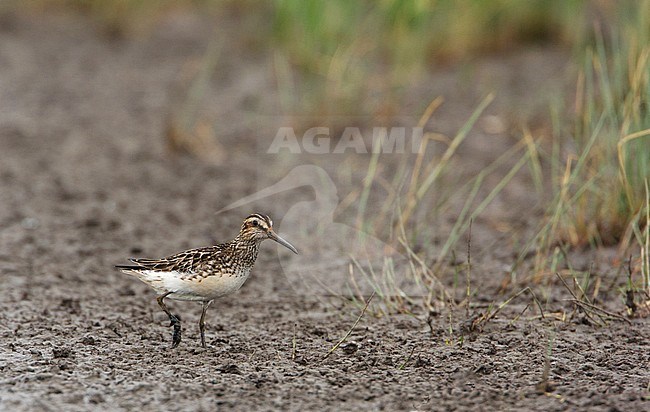 Breedbekstrandloper, Broad-billed Sandpiper, Limicola falcinellus stock-image by Agami/Arie Ouwerkerk,