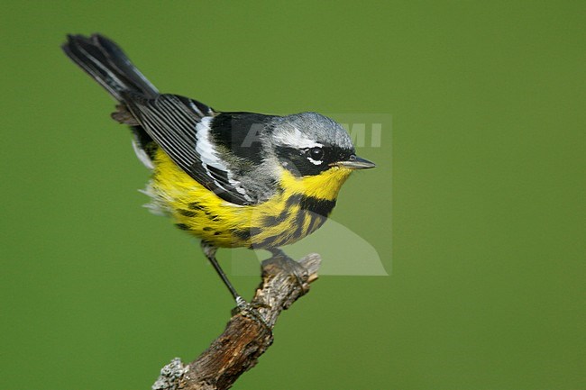 Adult male breeding
Galveston Co., TX
April 2006 stock-image by Agami/Brian E Small,