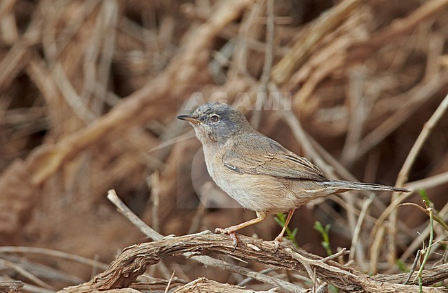 Tristram's Warbler (Curruca deserticola) on a twig stock-image by Agami/Markus Varesvuo,