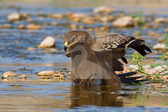 Juveniele Steppearend bij drinkplaats; Juvenile Steppe Eagle at water hole stock-image by Agami/Daniele Occhiato,