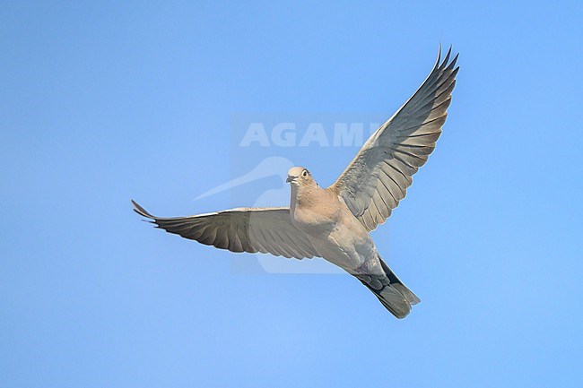 Eurasian Collared Dove, Streptopelia decaocto, in flight. stock-image by Agami/Sylvain Reyt,