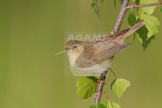 Willow Warbler - Fitis - Phylloscopus trochilus ssp. trochilus, Germany stock-image by Agami/Ralph Martin,